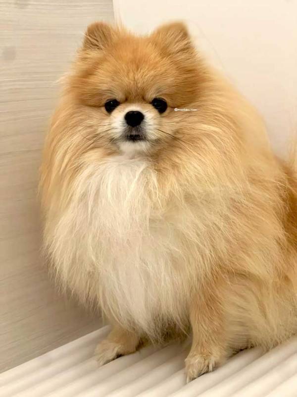 「だ、誰ー！」「どちら様ですか？」　ポメの『お風呂上がり』がこちら