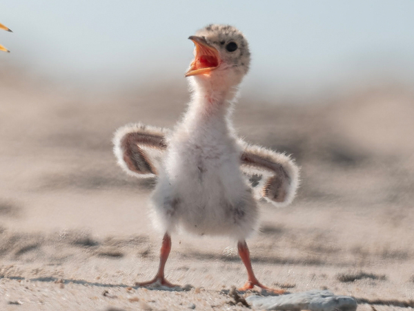 野鳥２羽に「笑いがこらえきれない」　大口を開ける親鳥の横には？