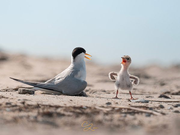 野鳥２羽に「笑いがこらえきれない」　大口を開ける親鳥の横には？