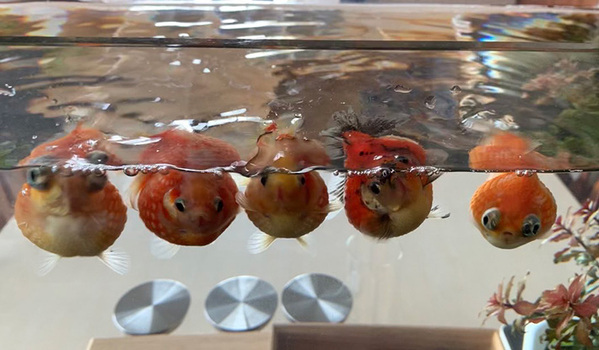 「主人～、ご飯くださーい」　水槽の中で５匹の金魚が？「思わず声が出てしまった」