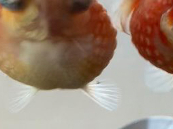 「主人～、ご飯くださーい」　水槽の中で５匹の金魚が？「思わず声が出てしまった」