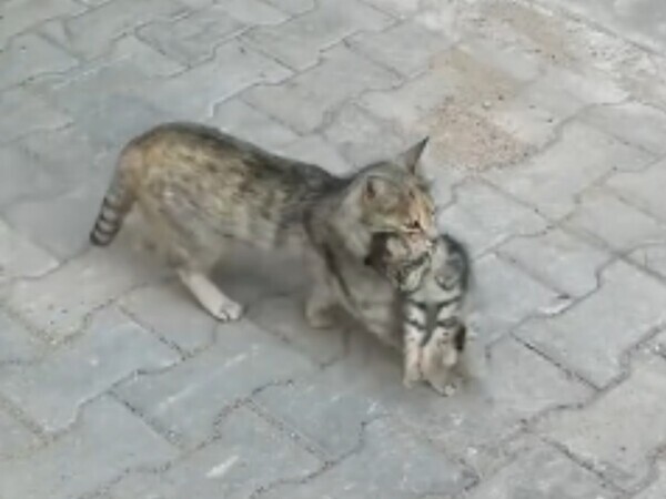 「母性ってこういうこと」　子猫をくわえた母猫が急いで向かった場所は…？