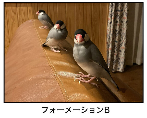 飼い主「滝行レベル」　文鳥の水浴びが…「腹筋が崩壊した」「想像以上だった」