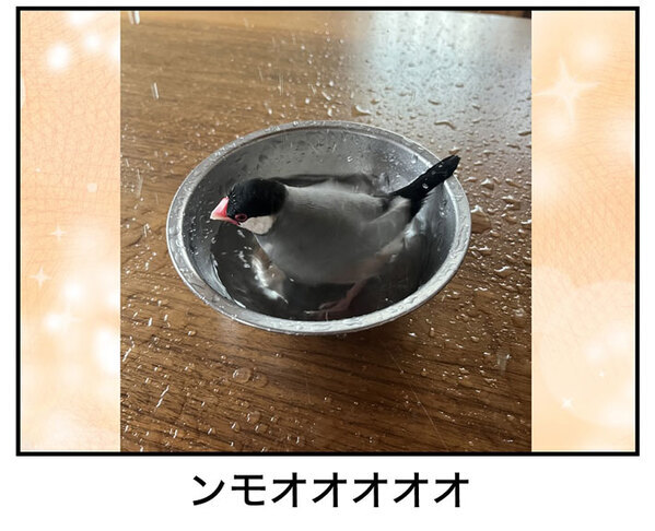 飼い主「滝行レベル」　文鳥の水浴びが…「腹筋が崩壊した」「想像以上だった」