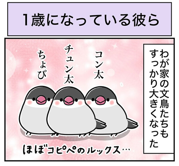 飼い主「滝行レベル」　文鳥の水浴びが…「腹筋が崩壊した」「想像以上だった」
