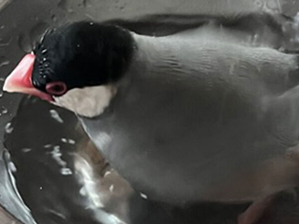 飼い主「滝行レベル」　文鳥の水浴びが…「腹筋が崩壊した」「想像以上だった」