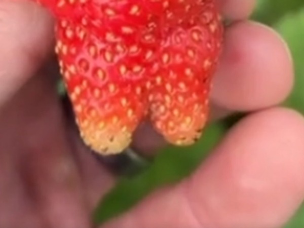 「ストロベアリーだ！」　偶然見つかった『ポケモン』の姿にファン大興奮