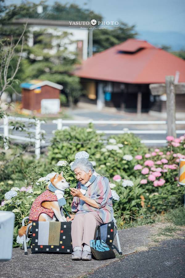 アジサイが咲く場所で…　おばあちゃんと柴犬の１枚に「泣ける」「癒されました」