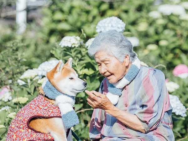 アジサイが咲く場所で…　おばあちゃんと柴犬の１枚に「泣ける」「癒されました」