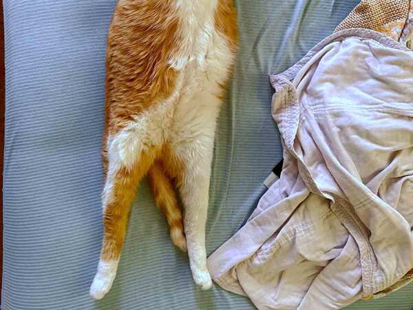 エジプトの絶対王ファラオみたい？　まさかのポーズに「何度見ても笑う」