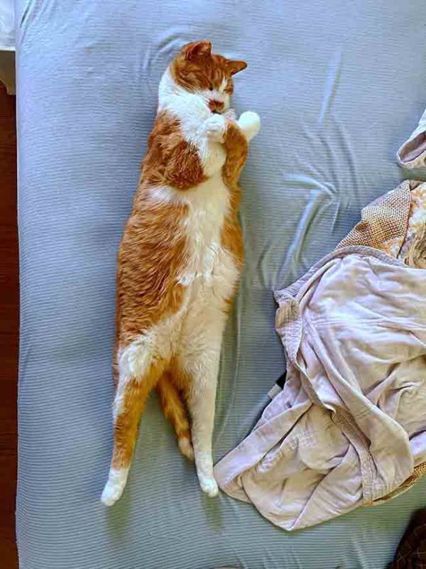 エジプトの絶対王ファラオみたい？　まさかのポーズに「何度見ても笑う」