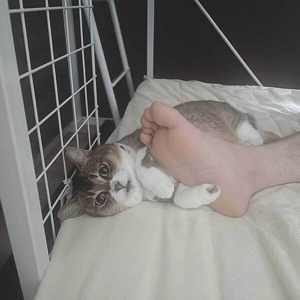 「くっつきたい」「足クサい」　葛藤する猫の表情が話題