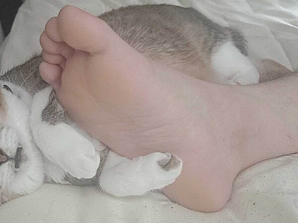 「くっつきたい」「足クサい」　葛藤する猫の表情が話題