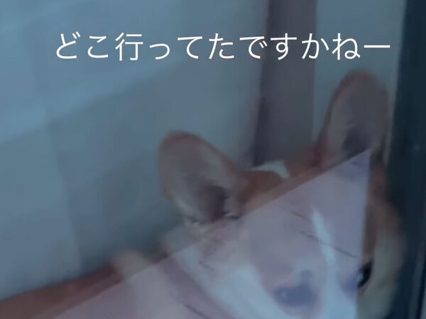 スーパーから帰宅すると？　窓の近くで愛犬が…「何度も見ちゃいました」