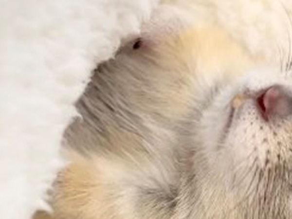 人間用のフットウォーマーを使って？　リスの眠る姿に「前世は人間なんだろうな」