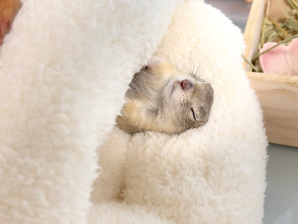 人間用のフットウォーマーを使って？　リスの眠る姿に「前世は人間なんだろうな」