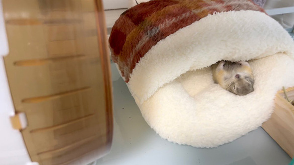 人間用のフットウォーマーを使って？　リスの眠る姿に「前世は人間なんだろうな」