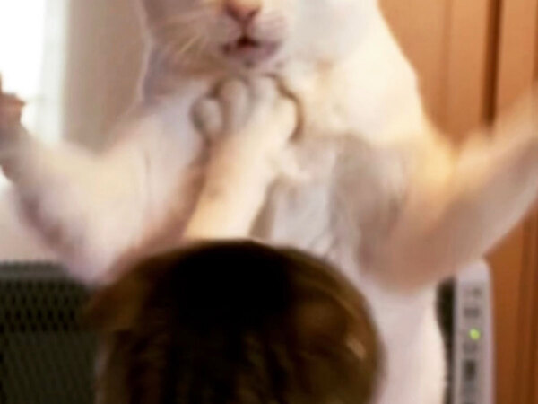 「声を出して笑った」「何もかも面白い」　漫画みたいな猫に４万『いいね』