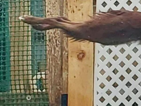 プールに飛び込む姿が…　「１０点満点！」「完ぺきだ」