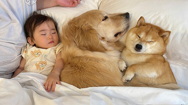 スヤスヤと眠る１歳娘、その隣にいた『２匹』に「これが幸せというものか」