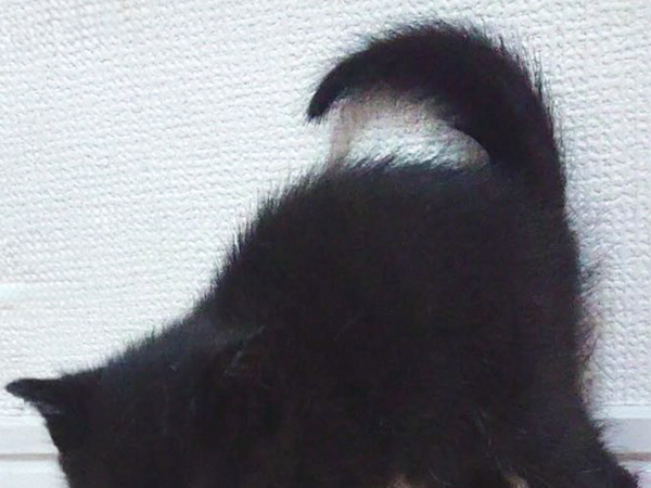 綿棒にブチギレの子猫　その姿が？「完全に一致」「見覚えがありすぎる」