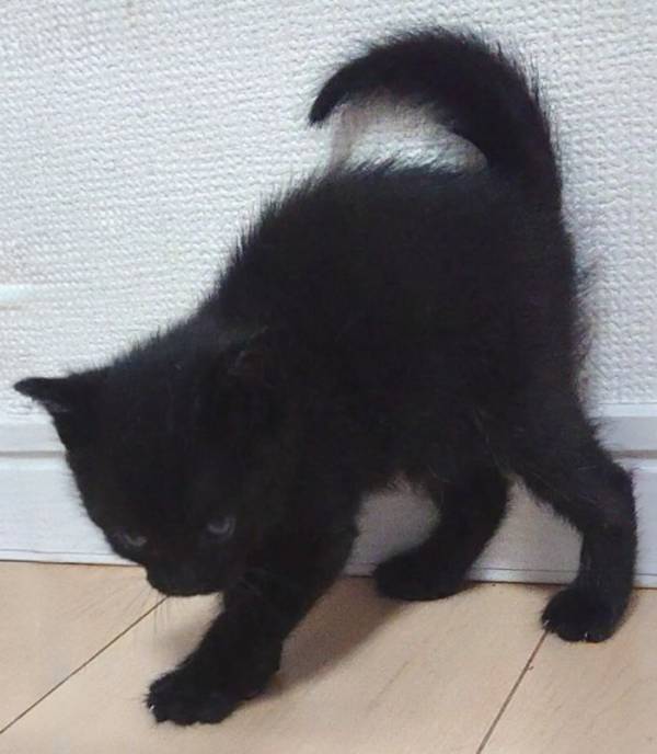 綿棒にブチギレの子猫　その姿が？「完全に一致」「見覚えがありすぎる」