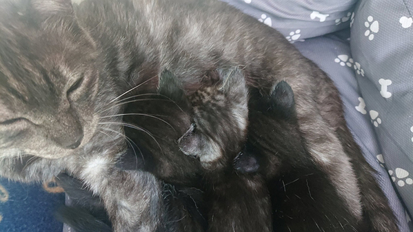 綿棒にブチギレの子猫　その姿が？「完全に一致」「見覚えがありすぎる」