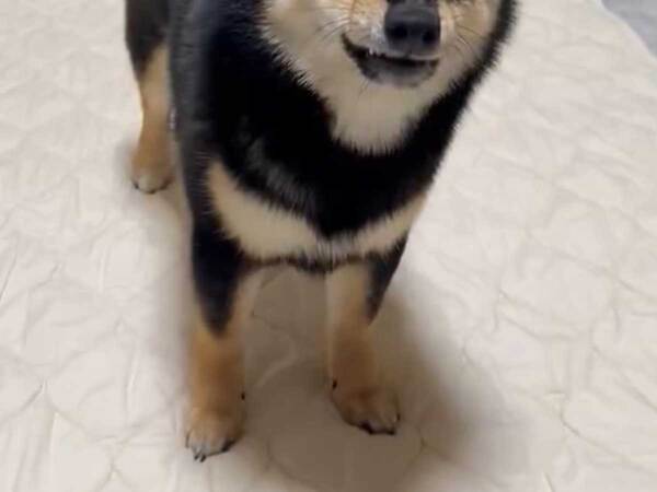 飼い主「渡し方雑じゃね？」　柴犬の動画に「声出して笑った」「器用すぎ」