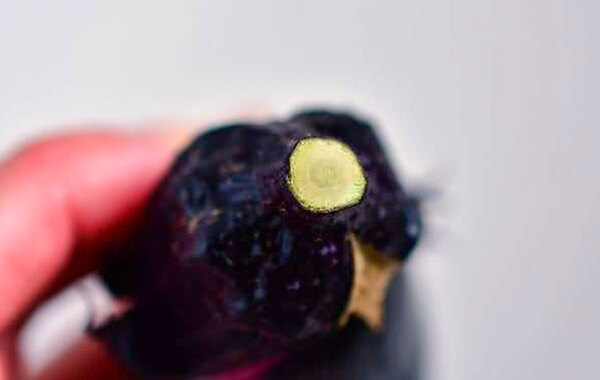 新鮮でおいしいナスはどこを見るといい？　JAが教える『正解』はこちら