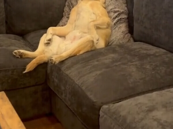 留守番中に何があった…　犬の表情に「爆笑した」「最高」