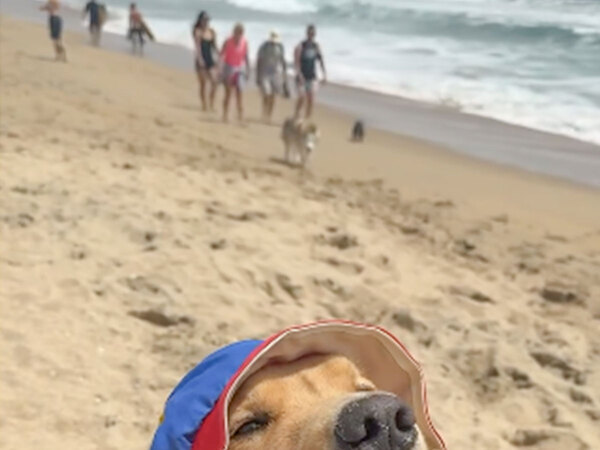 別の犬のよう！　『ビーチ前』と『ビーチ後』の表情に「笑った」