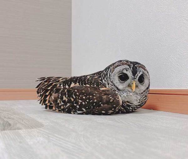 アヒルかな？　床で休憩していた動物に「びっくりした」「箸置きみたい」