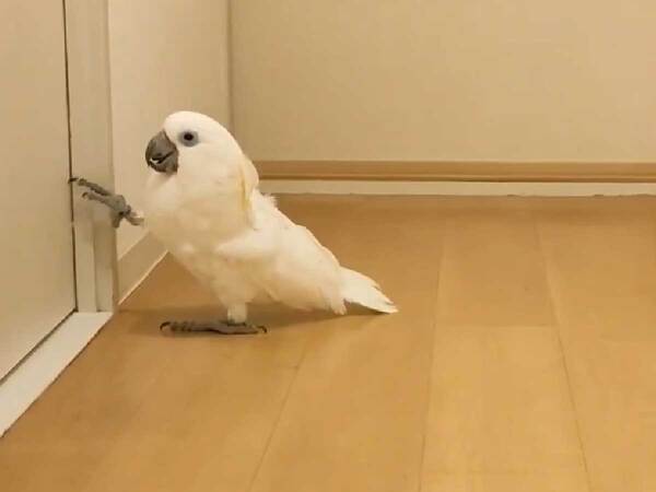 廊下をウロウロするオウム　何をしているかというと…「朝から癒された」「たまらない」