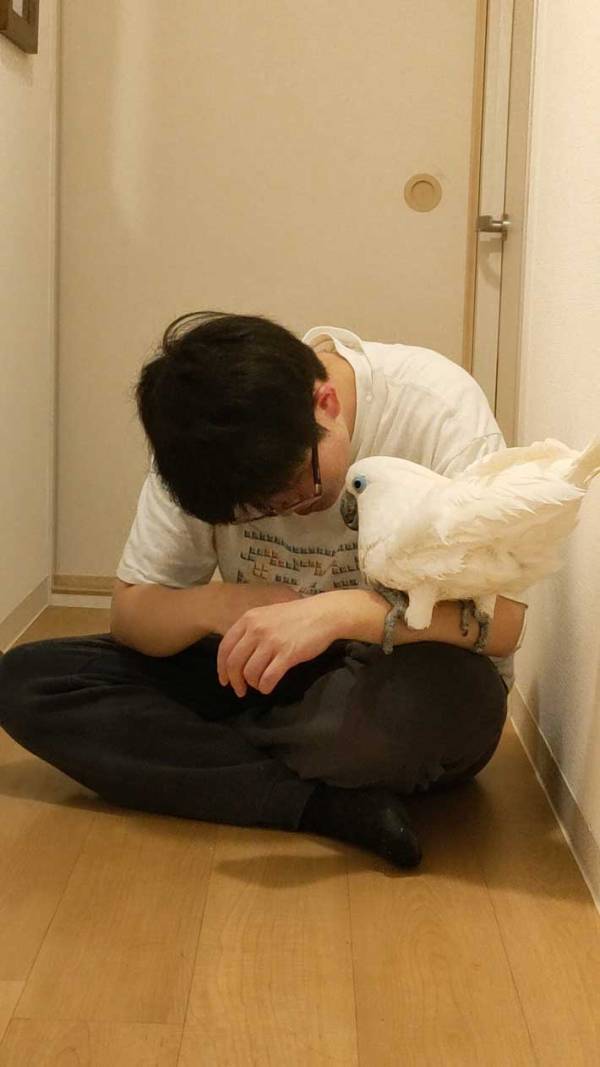廊下をウロウロするオウム　何をしているかというと…「朝から癒された」「たまらない」