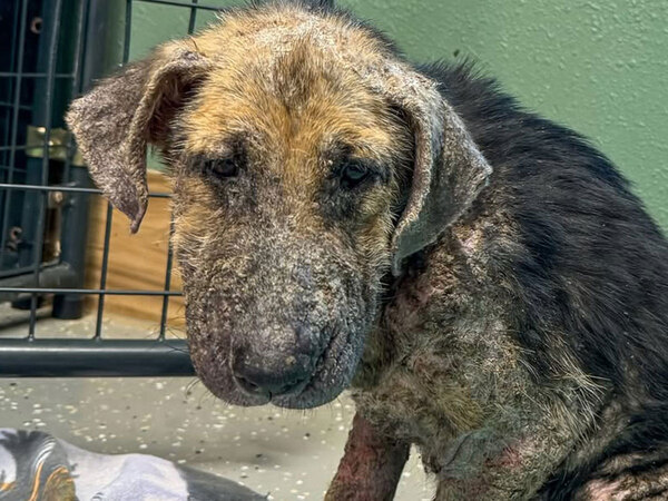 ボロボロの体だった保護犬が…　７か月後の姿に「言葉を失った」