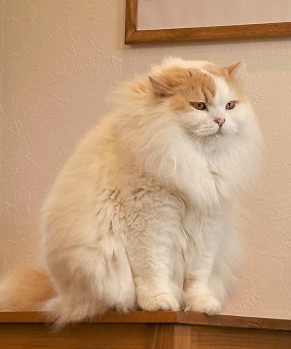 モフモフの猫が４か月後？　まさかの姿に「こんなに変わる？」「すごいな」