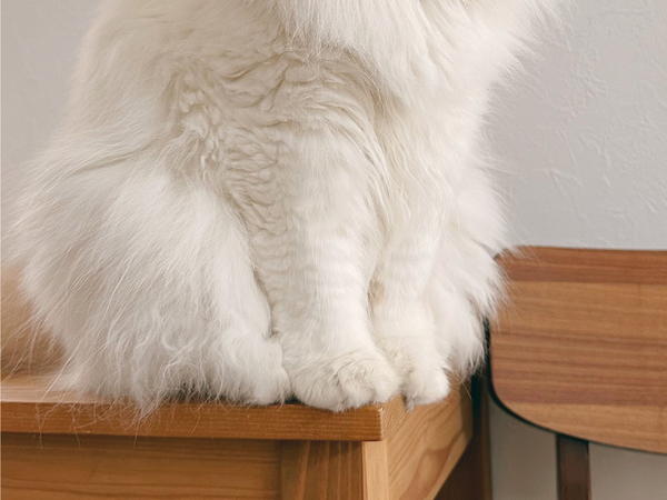 モフモフの猫が４か月後？　まさかの姿に「こんなに変わる？」「すごいな」