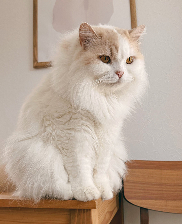 モフモフの猫が４か月後？　まさかの姿に「こんなに変わる？」「すごいな」