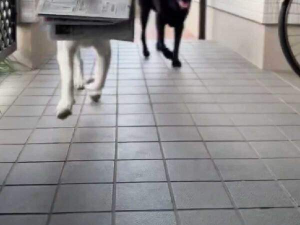 「お仕事お疲れ様」「賢い」　元気いっぱいの『配達員』が運んできたものとは…？