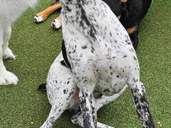 「この顔はプライスレス！」　犬のデイケアで撮影された１枚に吹き出す