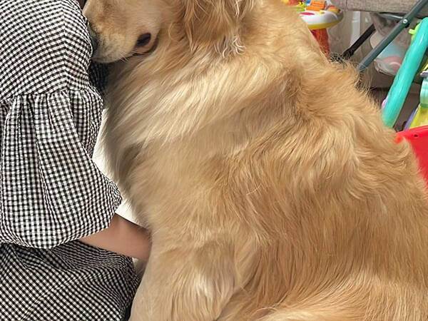 ゴールデンレトリバーを真似する１歳児　写真に「幸せな構図」「全部かわいい」