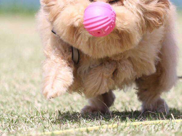 「優勝」「一生見ていられる」　公園で遊ぶ犬が、注目された理由とは…？