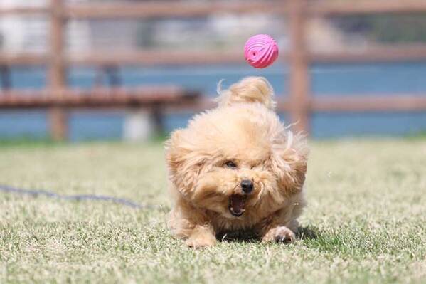 「優勝」「一生見ていられる」　公園で遊ぶ犬が、注目された理由とは…？