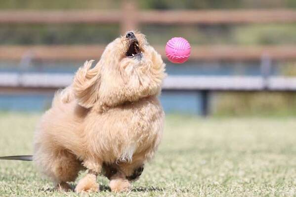 「優勝」「一生見ていられる」　公園で遊ぶ犬が、注目された理由とは…？