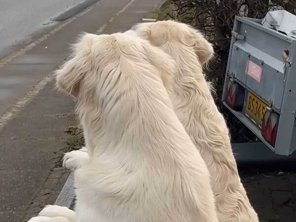 柵をつかむゴールデンレトリバー　配達員を待ちわびる理由が？