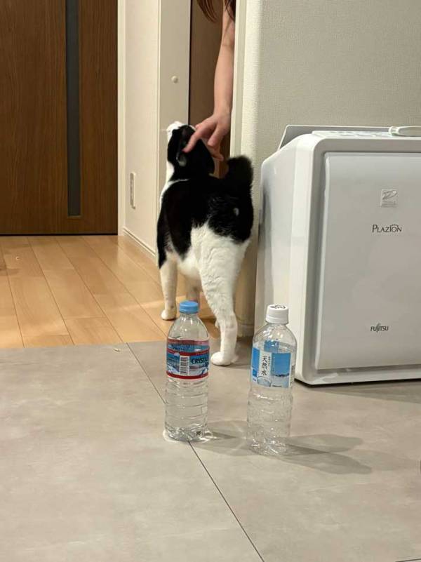 飼い主ではなく…　愛猫が風呂場の前で待っていたのは？