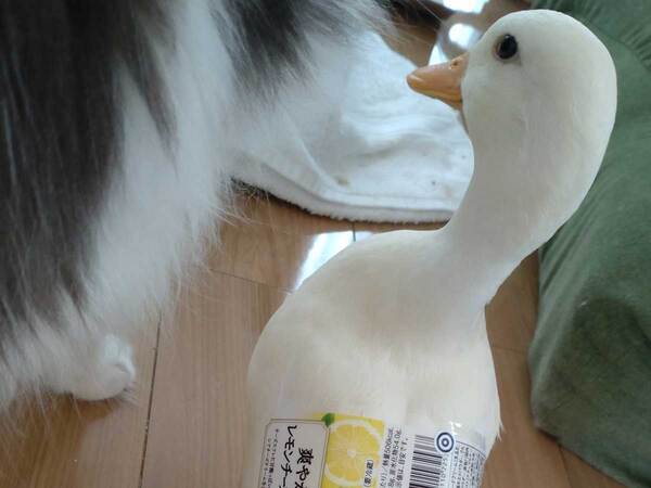 「笑った」「それにしか見えない」　チーズケーキのフィルムを貼った場所が？