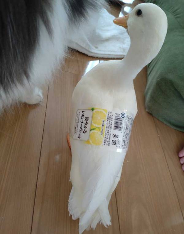 「笑った」「それにしか見えない」　チーズケーキのフィルムを貼った場所が？