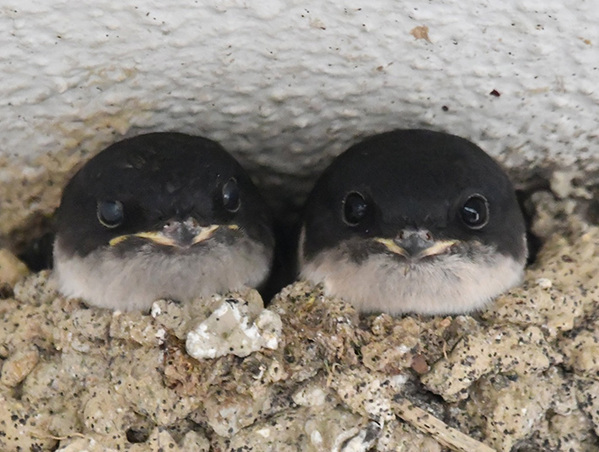 巣から顔を出していたのは、ツバメではなく…？　「おいしそう」「うちにも来てほしい」