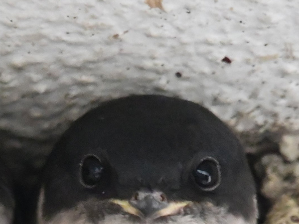 巣から顔を出していたのは、ツバメではなく…？　「おいしそう」「うちにも来てほしい」